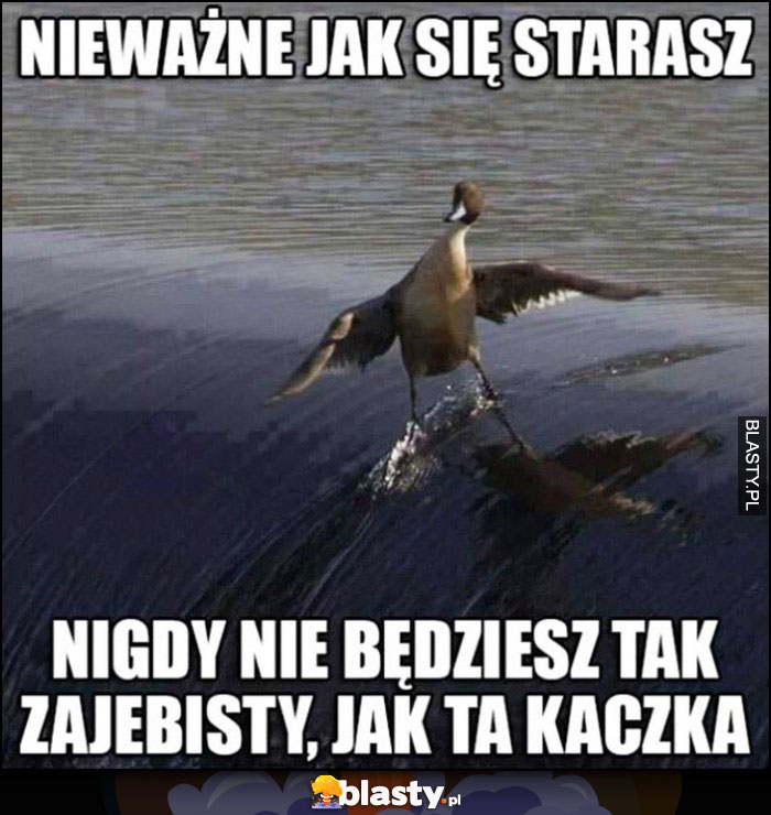 Nieważne jak się starasz nigdy nie będziesz tak zajebisty jak ta kaczka