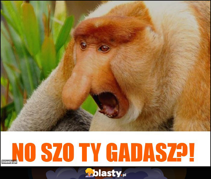 No szo ty gadasz?! No szo ty gadasz?!
