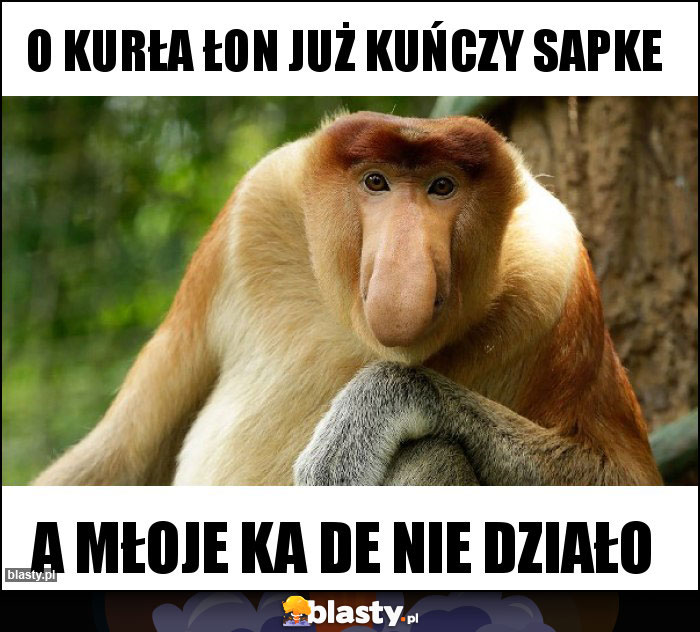 O kurła łon już kuńczy sapke O kurła łon już kuńczy sapke