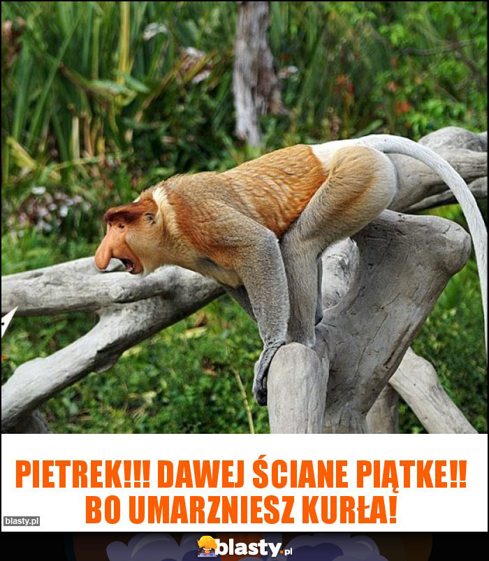 Pietrek!!! Dawej ściane piątke!! Bo umarzniesz kurła! Pietrek!!! Dawej ściane piątke!! Bo umarzniesz kurła!