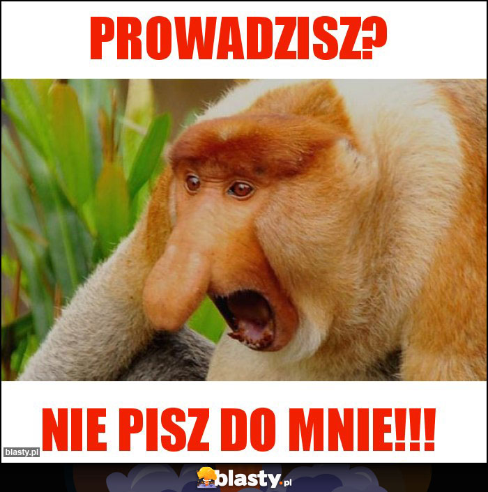 Prowadzisz? Prowadzisz?