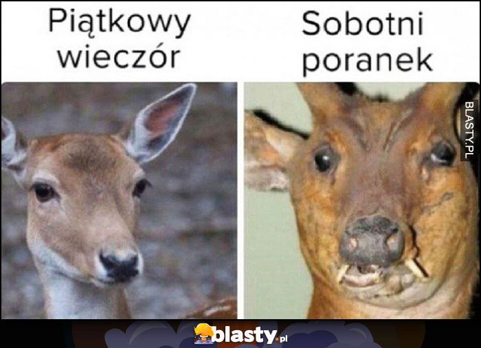 Sarna sarenka piątkowy wieczór vs sobotni poranek