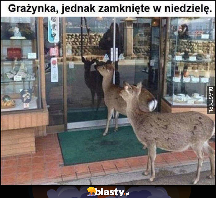 Sarny jelenie przed sklepem: Grażynka, jednak zamknięte w niedzielę