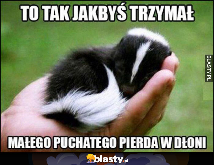 Skunks to tak jakbyś trzymał małego puchatego pierda w dłoni