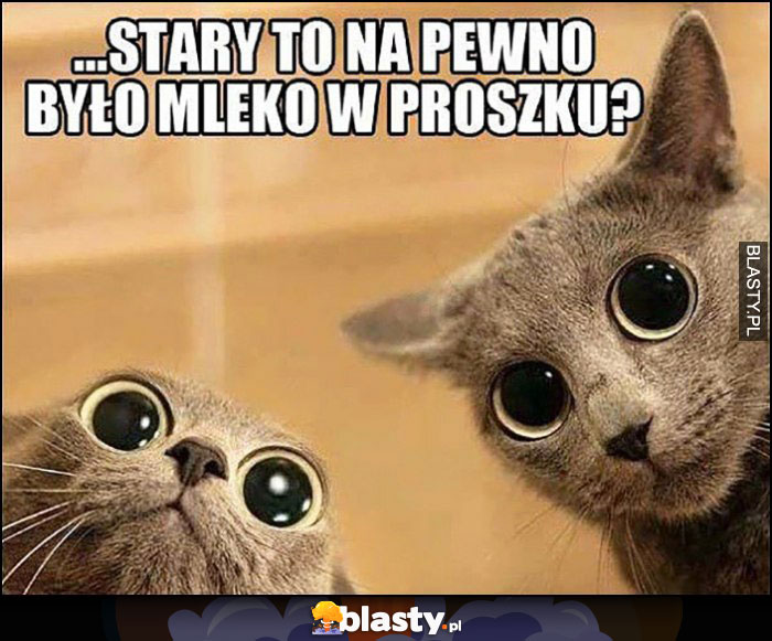 Stary to na pewno było mleko w proszku? Koty z wielkimi oczami