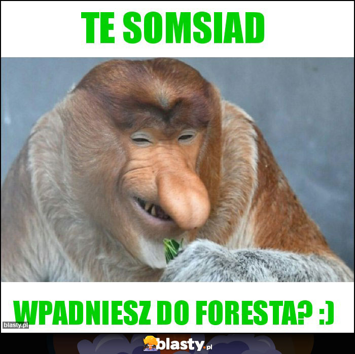 Te somsiad Te somsiad