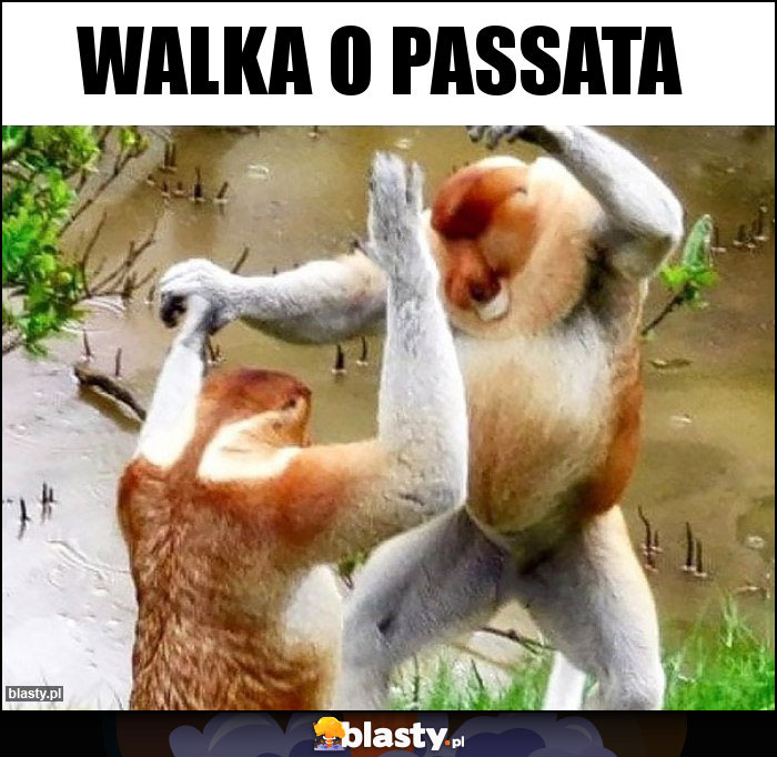 Walka o passata Walka o passata