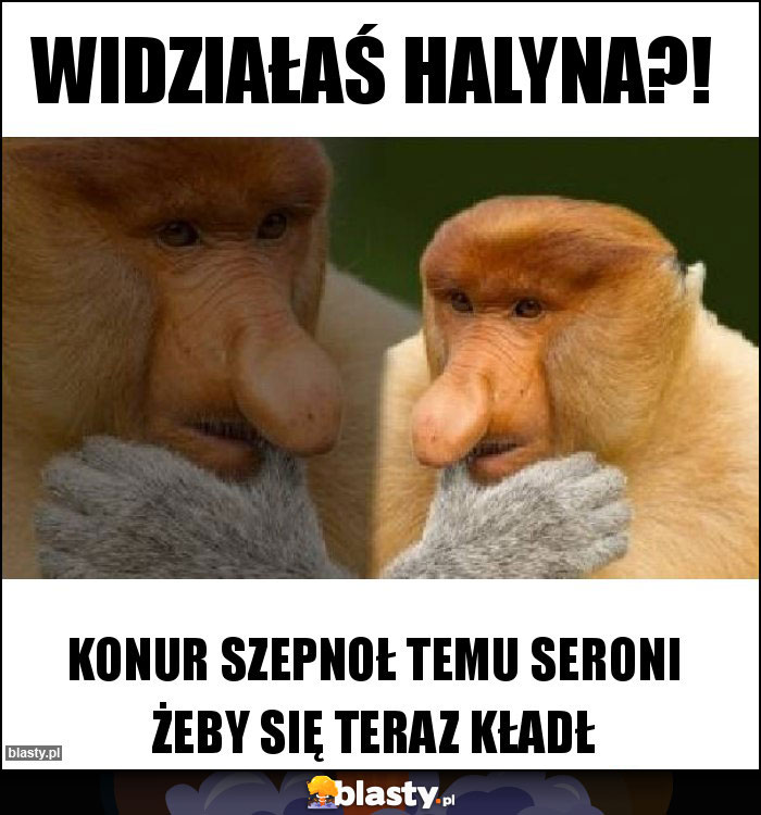 Widziałaś Halyna?! Widziałaś Halyna?!