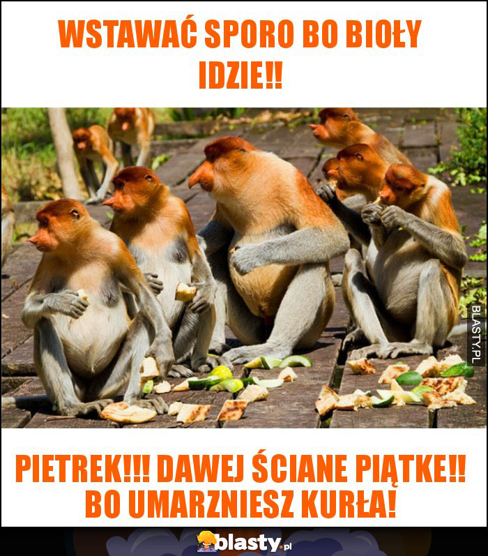 Wstawać sporo bo Bioły idzie!! Wstawać sporo bo Bioły idzie!!