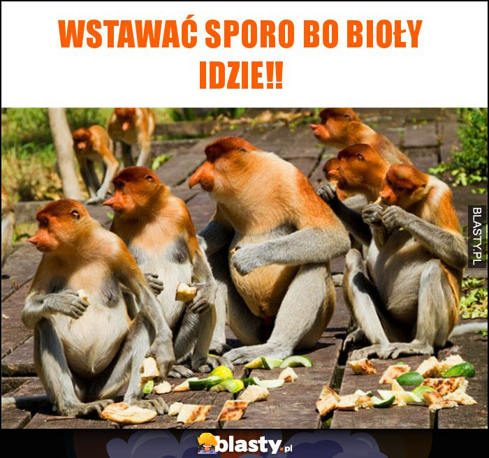 Wstawać sporo bo Bioły idzie!! Wstawać sporo bo Bioły idzie!!