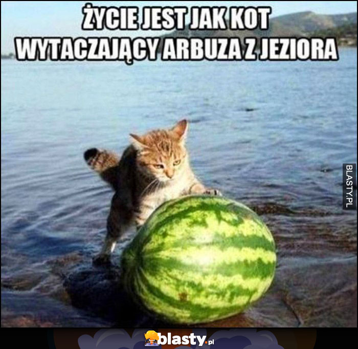 Życie jest jak kot wytaczający arbuza z jeziora