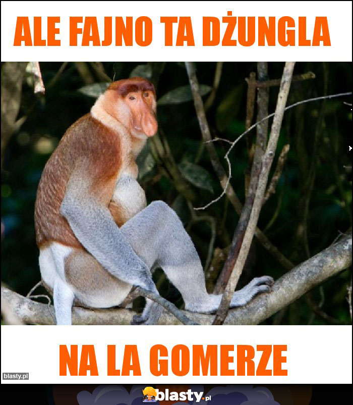Ale fajno ta dżungla Ale fajno ta dżungla