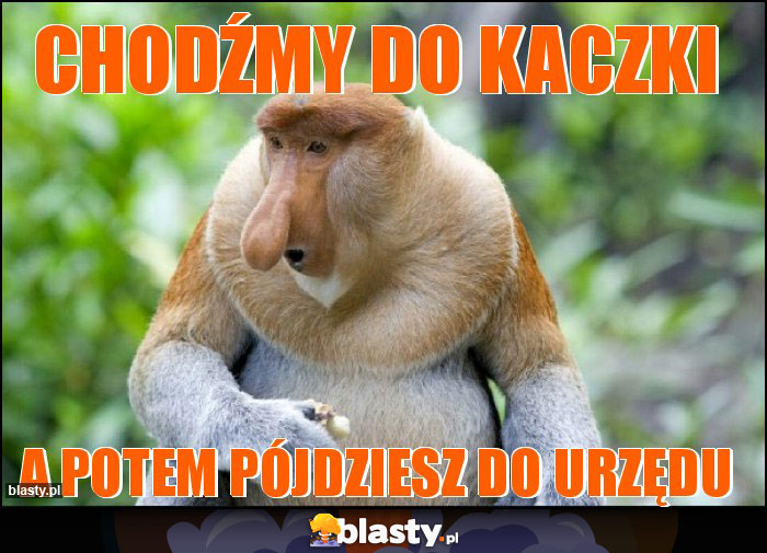 chodźmy do kaczki