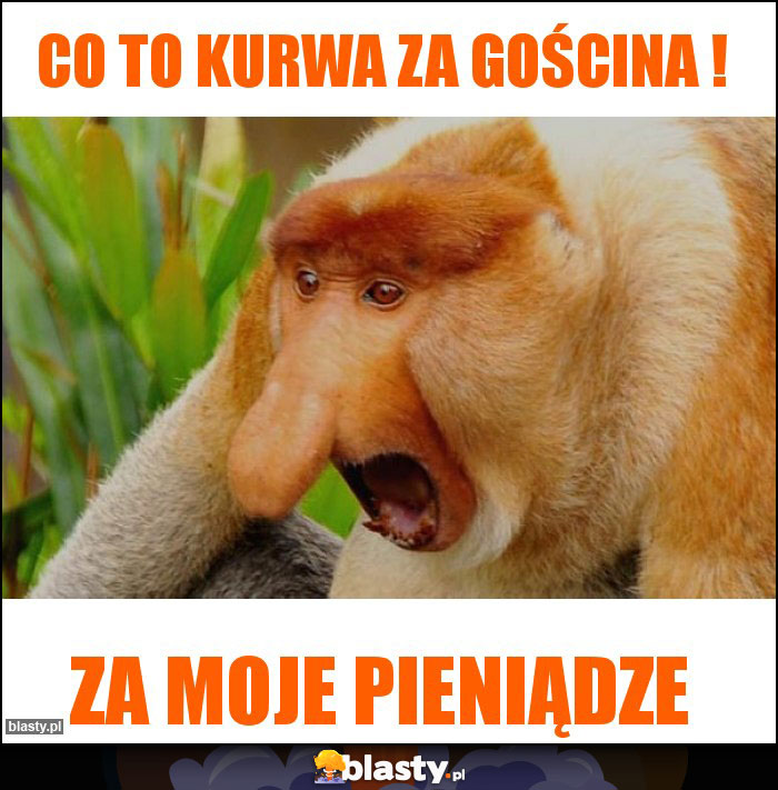 Co to kurwa za gościna ! Co to kurwa za gościna !