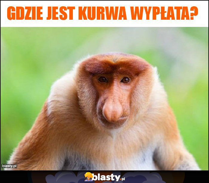 Gdzie jest kurwa wypłata? Gdzie jest kurwa wypłata?