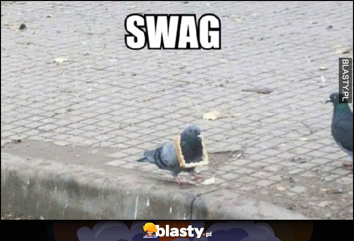 Gołąb z chlebem na szyi jak łańcuch SWAG