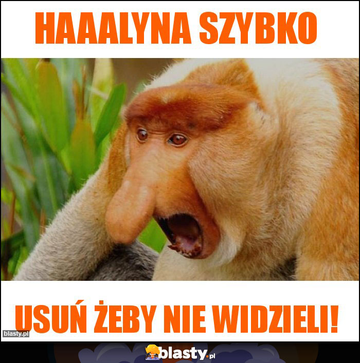 Haaalyna szybko Haaalyna szybko