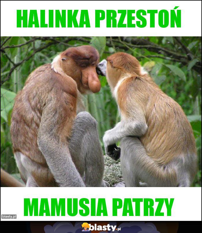 Halinka przestoń Halinka przestoń