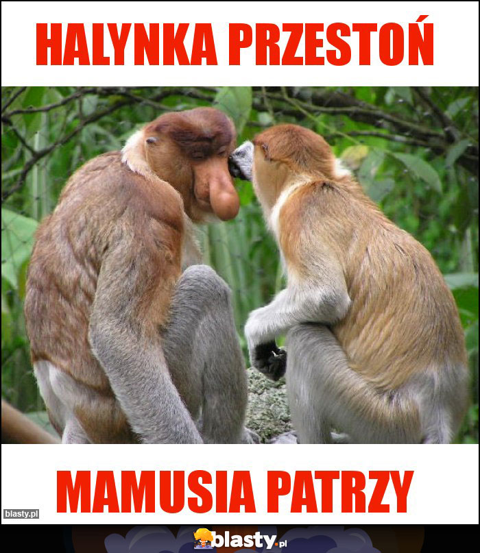 Halynka przestoń Halynka przestoń