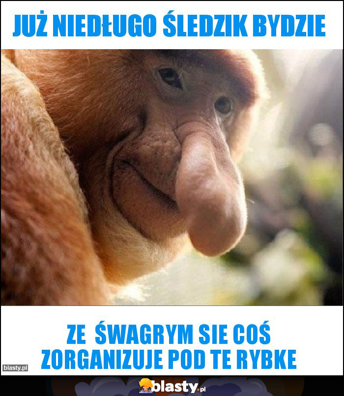 Już niedługo śledzik bydzie Już niedługo śledzik bydzie