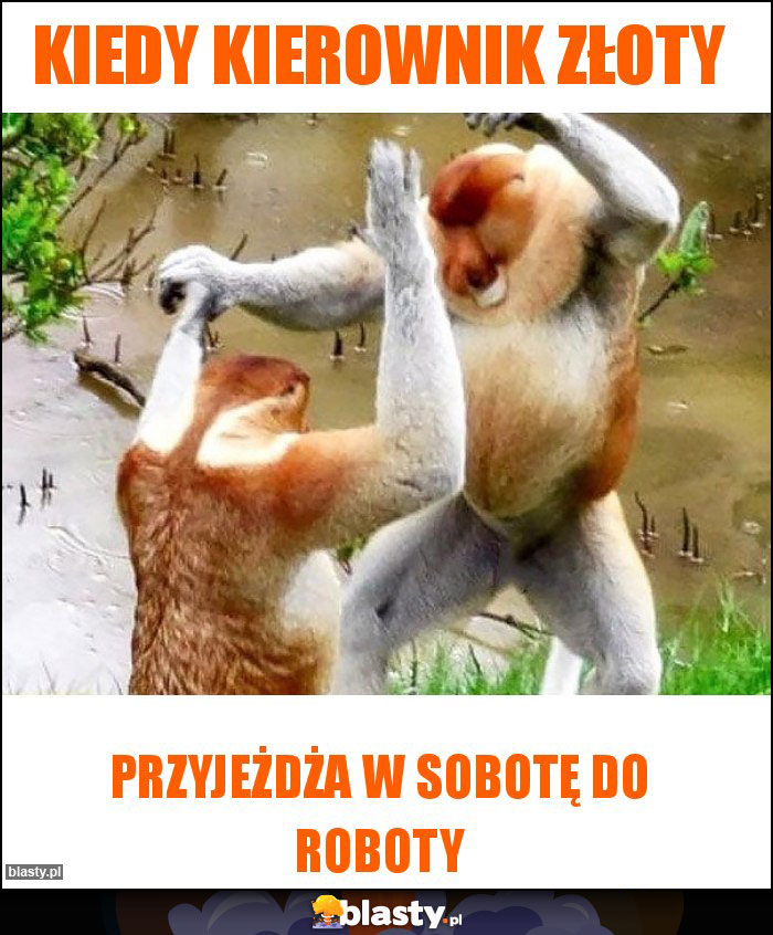 Kiedy kierownik złoty Kiedy kierownik złoty