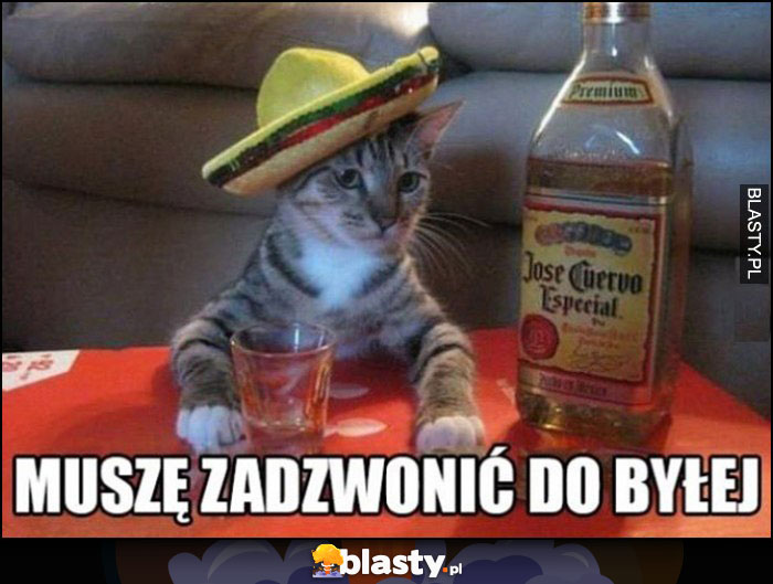 Kot pijany pije tequilę muszę zadzwonić do byłej