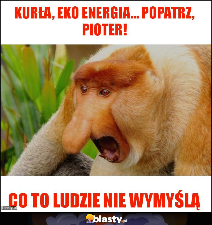 Kurła, eko energia... popatrz, Pioter! Kurła, eko energia... popatrz, Pioter!