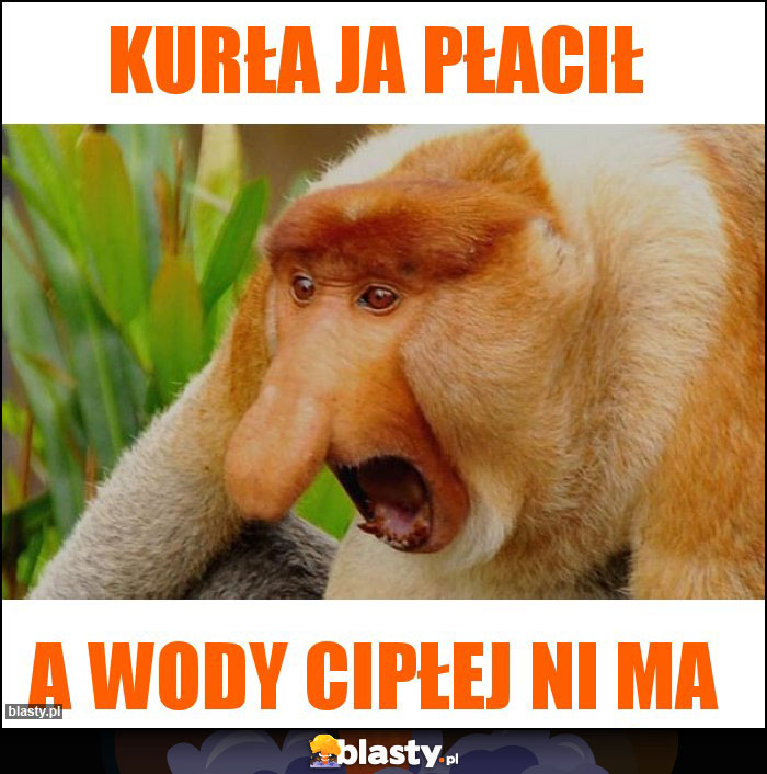 Kurła ja płacił