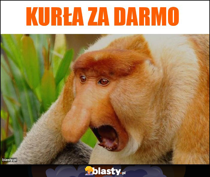 Kurła za darmo Kurła za darmo