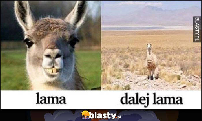 Lama lama w oddali dalej lama