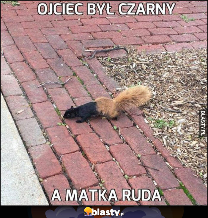 Ojciec był czarny a matka ruda dwukolorowa wiewiórka