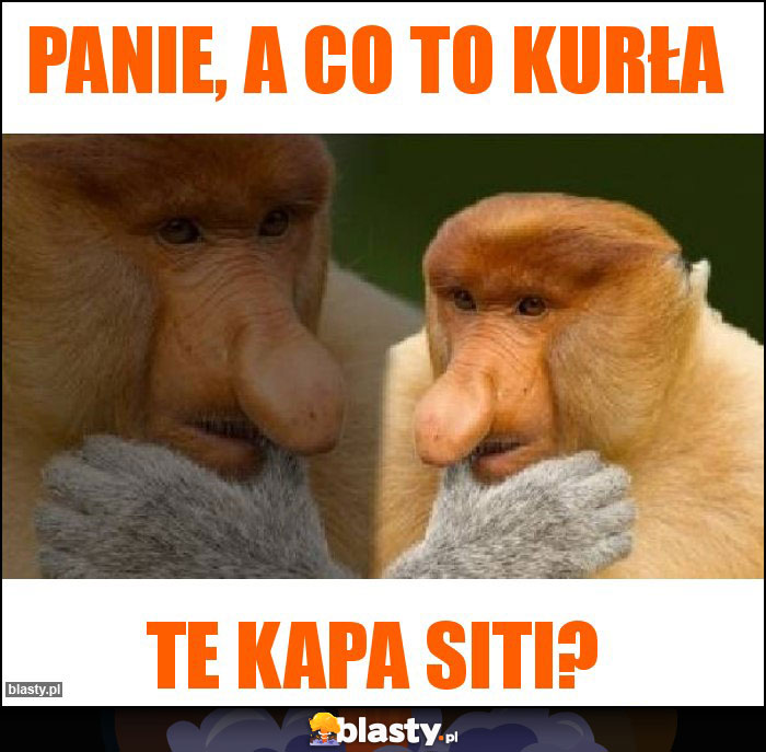 Panie, a co to kurła Panie, a co to kurła
