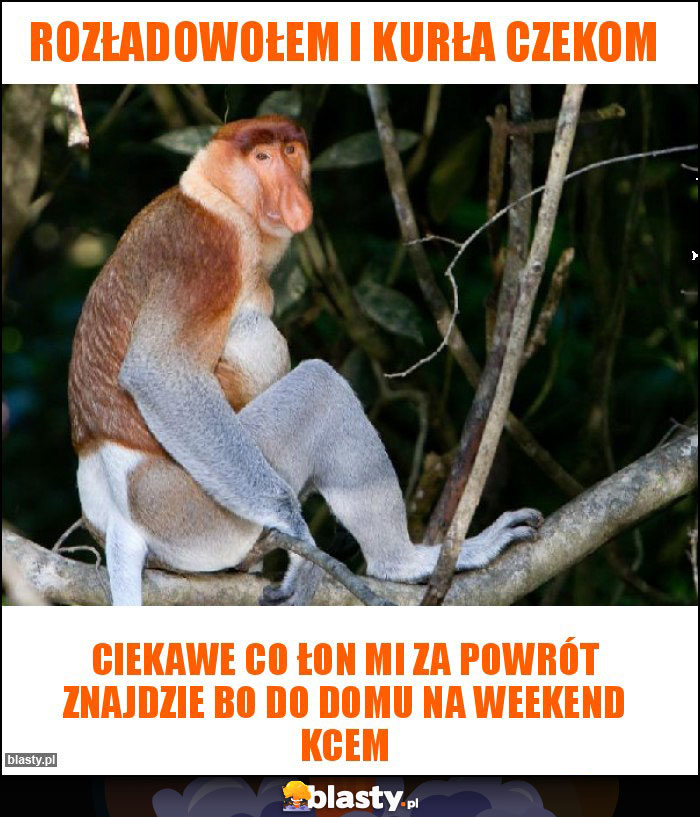 Rozładowołem i kurła czekom Rozładowołem i kurła czekom