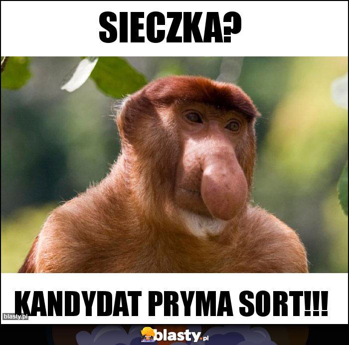 Sieczka?