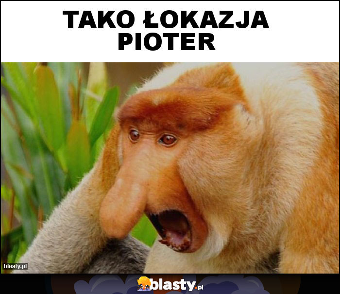 TAKO ŁOKAZJA PIOTER TAKO ŁOKAZJA PIOTER