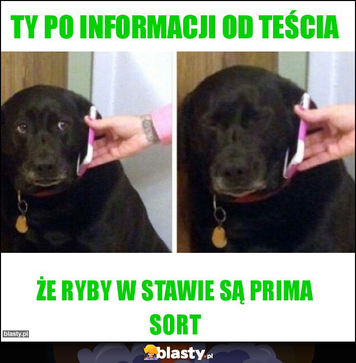 Ty po informacji od teścia Ty po informacji od teścia