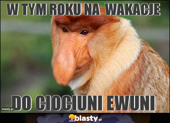W tym roku na wakacje W tym roku na wakacje
