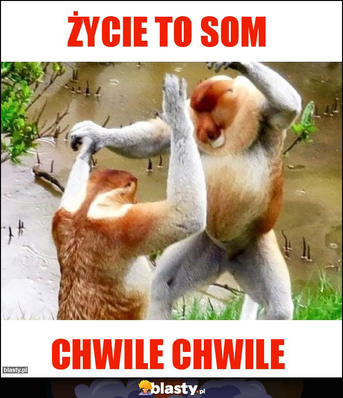 Życie to som Życie to som
