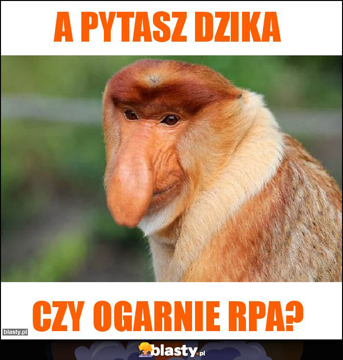 A pytasz dzika A pytasz dzika