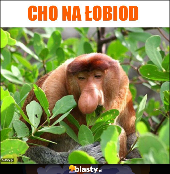 Cho na łobiod Cho na łobiod
