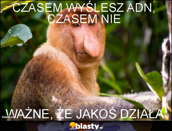 czasem wyślesz adn, czasem nie czasem wyślesz adn, czasem nie