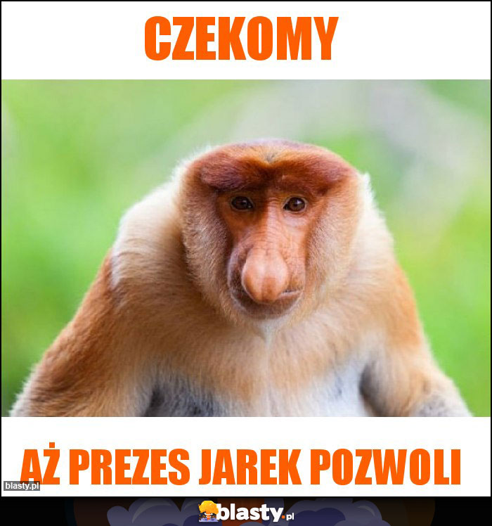 Czekomy