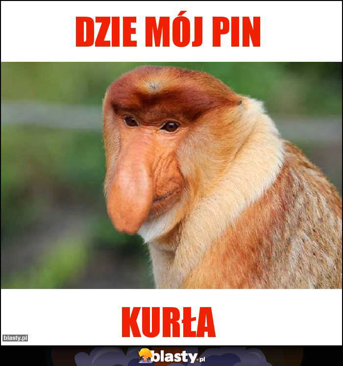 DZIE MÓJ PIN DZIE MÓJ PIN