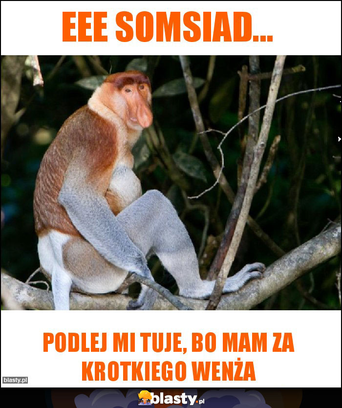 Eee somsiad... Eee somsiad...