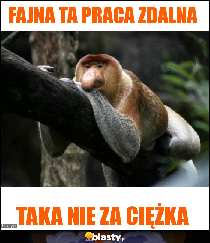 Fajna ta praca zdalna