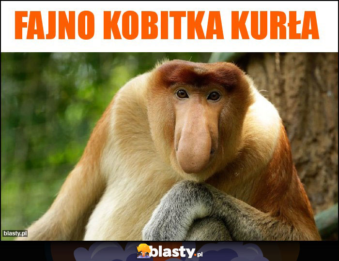 Fajno kobitka kurła Fajno kobitka kurła