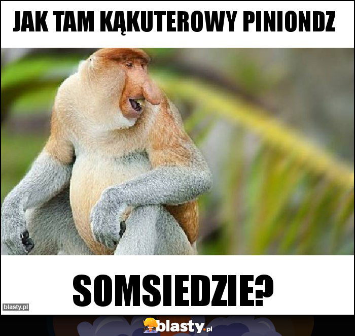 Jak tam kąkuterowy piniondz Jak tam kąkuterowy piniondz