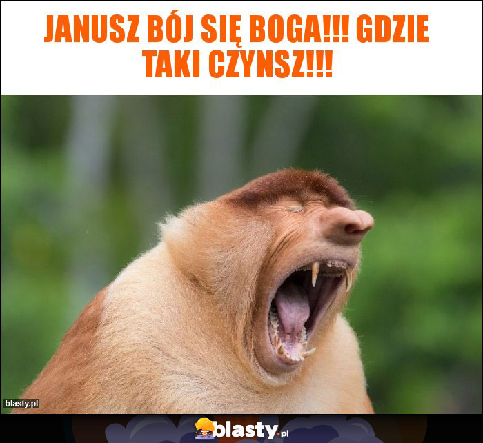Janusz bój się Boga!!! Gdzie taki czynsz!!!