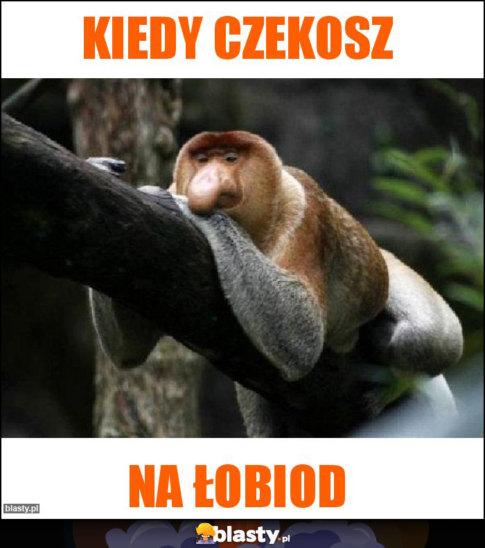 Kiedy czekosz Kiedy czekosz