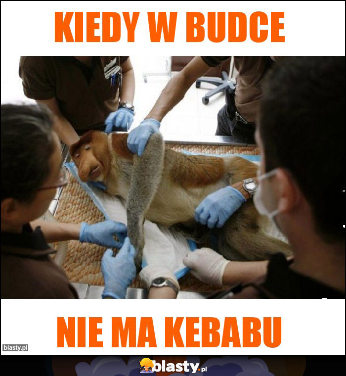 Kiedy w budce Kiedy w budce